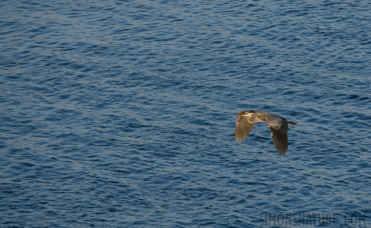 Ardea herodias herodias [400 mm, 1/1250 Sek. bei f / 8.0, ISO 1600]